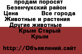 продам поросят .Безенчукский район  › Цена ­ 2 500 - Все города Животные и растения » Другие животные   . Крым,Старый Крым